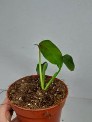Sad Plants
