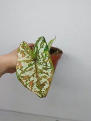 Sad Plants