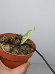 Sad Plants