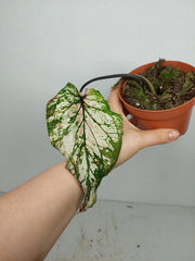 Sad Plants