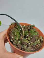 Sad Plants