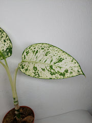 Sad Plants