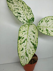 Sad Plants