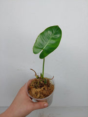 Sad Plants