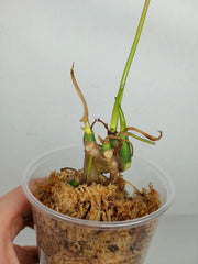 Sad Plants