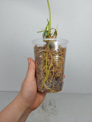 Sad Plants