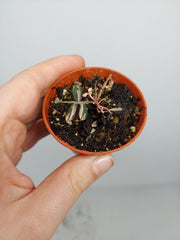 Sad Plants