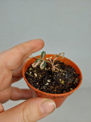 Sad Plants