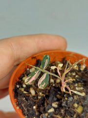 Sad Plants