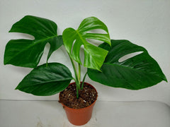 Monstera Sierrana Mexican Form