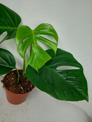 Monstera Sierrana Mexican Form