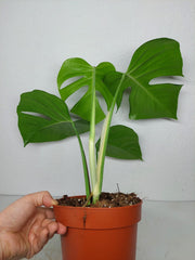Monstera Sierrana Mexican Form