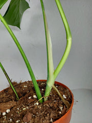 Monstera Sierrana Mexican Form