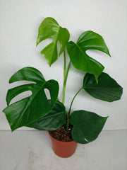Monstera Sierrana Mexican Form