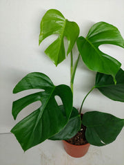Monstera Sierrana Mexican Form