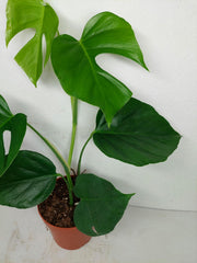 Monstera Sierrana Mexican Form