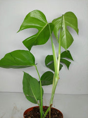 Monstera Sierrana Mexican Form