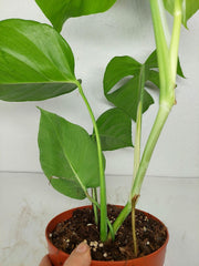Monstera Sierrana Mexican Form