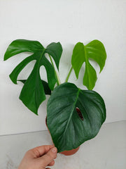 Monstera Sierrana Mexican Form