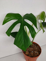 Monstera Sierrana Mexican Form