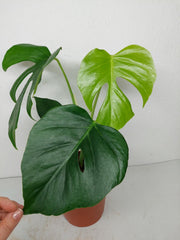 Monstera Sierrana Mexican Form