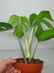Monstera Sierrana Mexican Form