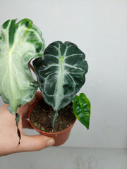 Alocasia Venom (zum aussuchen)