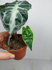 Alocasia Venom (zum aussuchen)