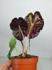 Alocasia Venom (zum aussuchen)