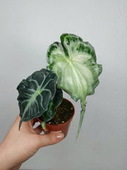Alocasia Venom (zum aussuchen)