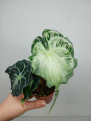Alocasia Venom (zum aussuchen)