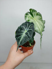 Alocasia Venom (zum aussuchen)