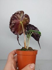 Alocasia Venom (zum aussuchen)