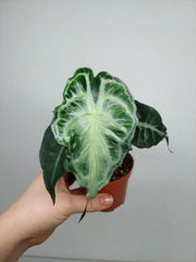 Alocasia Venom (zum aussuchen)