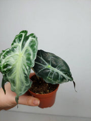 Alocasia Venom (zum aussuchen)