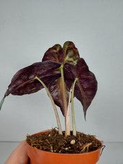 Alocasia Venom (zum aussuchen)