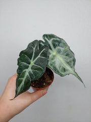 Alocasia Venom (zum aussuchen)