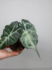 Alocasia Venom (zum aussuchen)