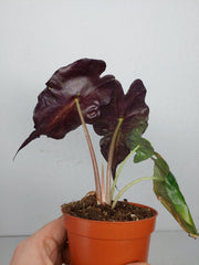 Alocasia Venom (zum aussuchen)
