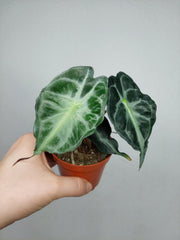 Alocasia Venom (zum aussuchen)