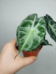 Alocasia Venom (zum aussuchen)