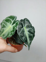 Alocasia Venom (zum aussuchen)