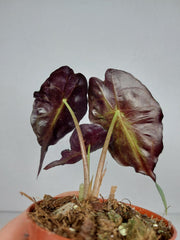 Alocasia Venom (zum aussuchen)