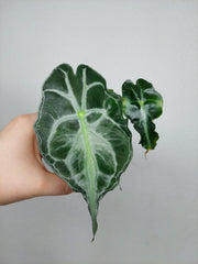 Alocasia Venom (zum aussuchen)