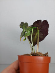 Alocasia Venom (zum aussuchen)