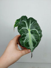 Alocasia Venom (zum aussuchen)