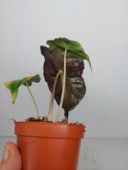 Alocasia Venom (zum aussuchen)