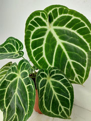 Anthurium Crystallinum Hybrid