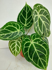 Anthurium Crystallinum Hybrid
