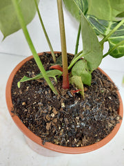 Anthurium Crystallinum Hybrid